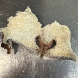 Goat Snouts