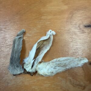 Rabbit ear