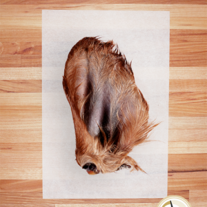 Cow Ear with Hair